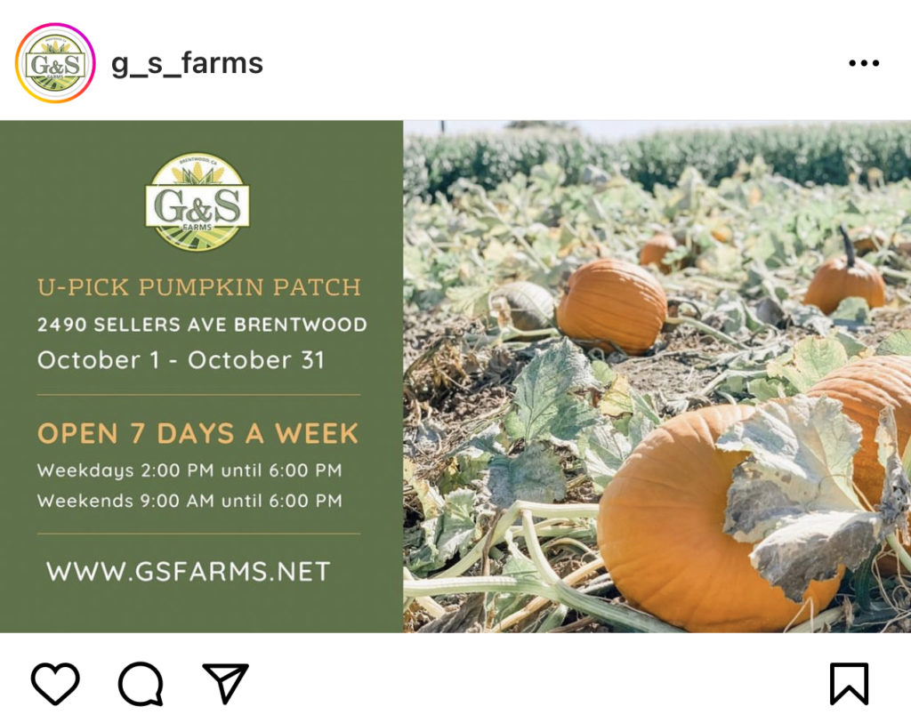 G&S Farms Pumpkin Patch and Corn Maze, Brentwood