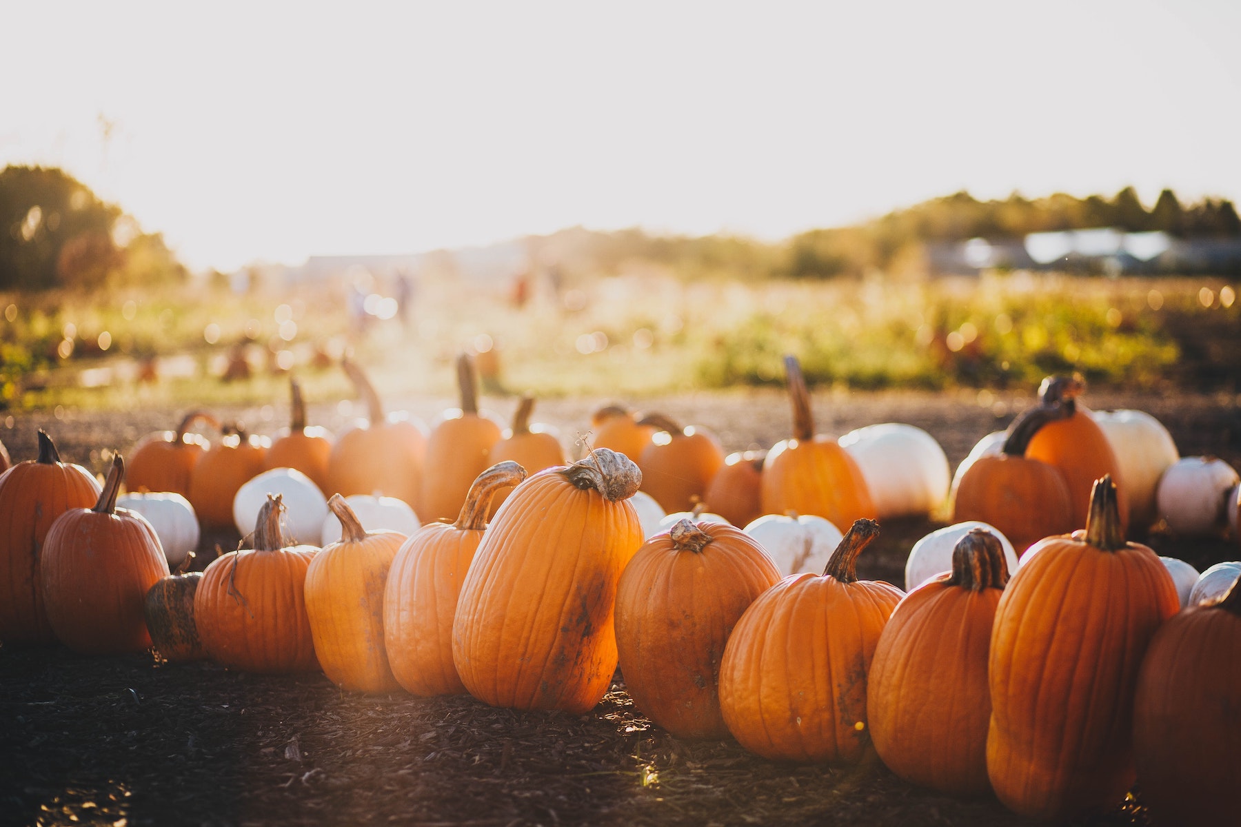 Best Bay Area Pumpkin Patches by Petrocelli Homes Realty Group